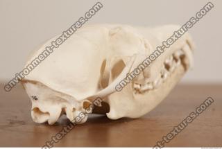 photo reference of skull 0022